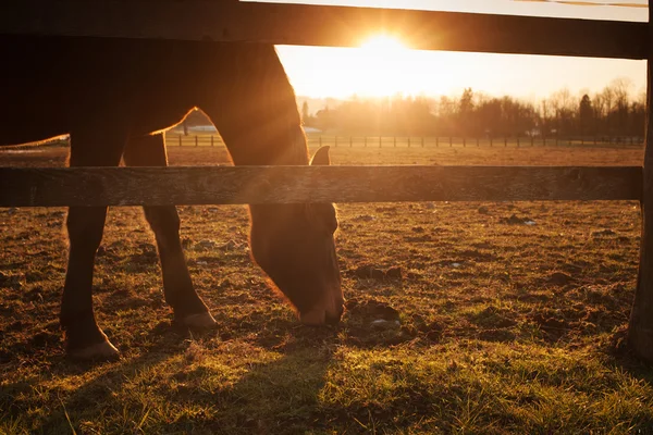 Выпас лошадей на закате — стоковое фото