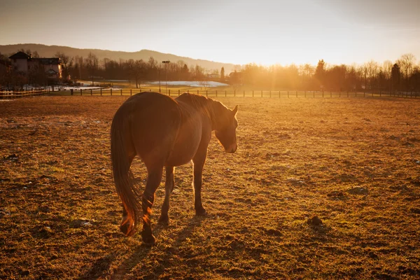 Paard begrazing bij zonsondergang — Stockfoto