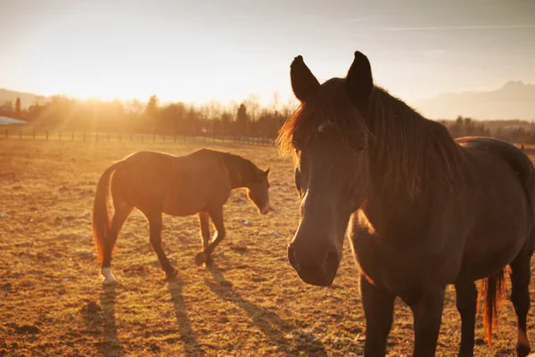 Paarden grazen bij zonsondergang — Stockfoto