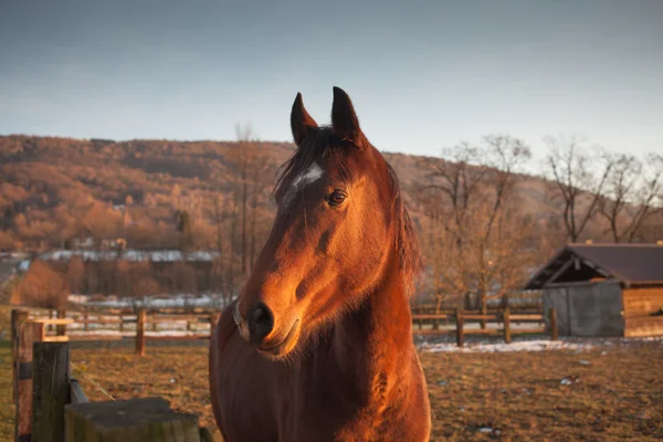 Pferd weidet bei Sonnenuntergang — Stockfoto