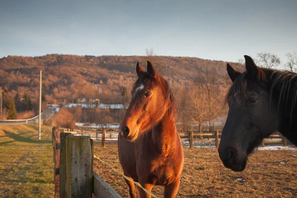 Pferde grasen bei Sonnenuntergang — Stockfoto