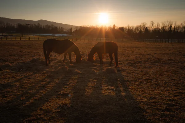 Cavalos pastando ao pôr do sol — Fotografia de Stock