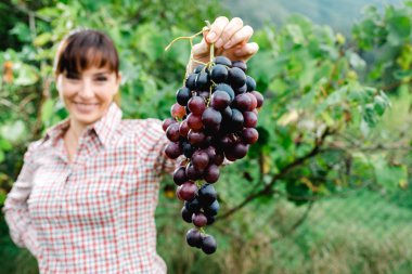 Gülümseyen çiftçi üzüm holding