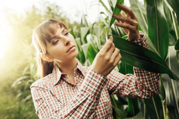 Agricultor que trabalha no terreno — Fotografia de Stock