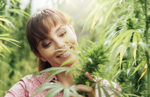 Oman en un campo de cáñamo plantas de control — Foto de Stock