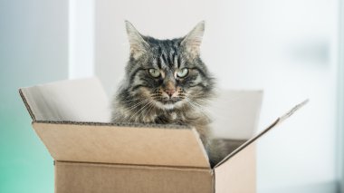 bir karton kutu içinde kedi