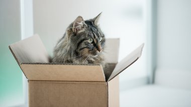 bir karton kutu içinde kedi