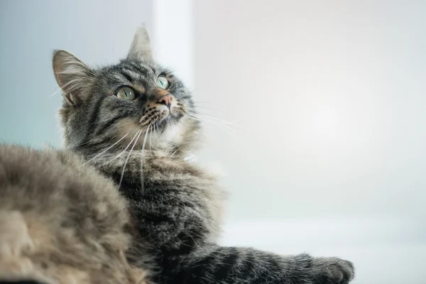 Gato relaxante e olhando para longe — Fotografia de Stock