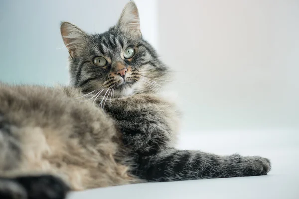 Krásná kočka relaxační — Stock fotografie