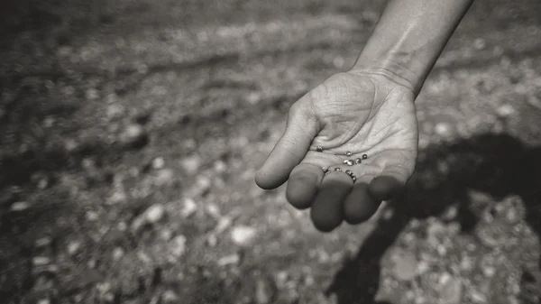 Farmer sowing seeds — Stock Photo, Image