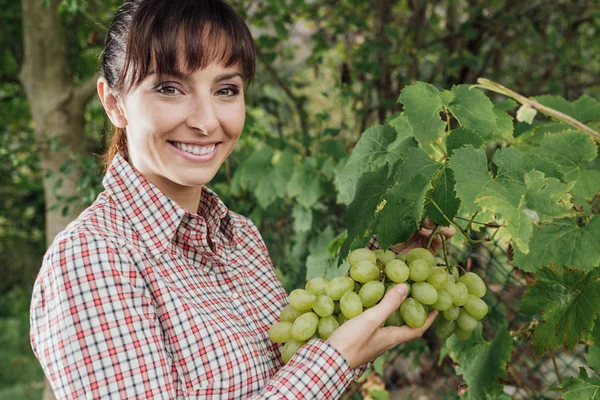 Farmář, kontrola hrozny — Stock fotografie