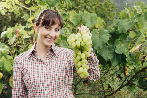 Farmer holding grapes — Stock Photo, Image