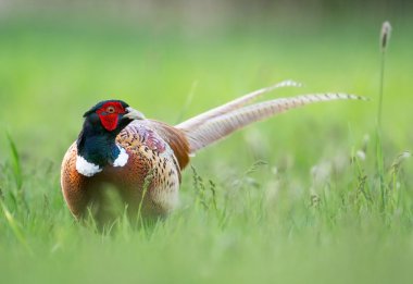 Sülün (phasianus colchicus) 