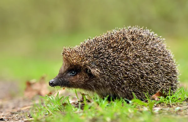 Jonge egel in natuurlijke habitat — Stockfoto