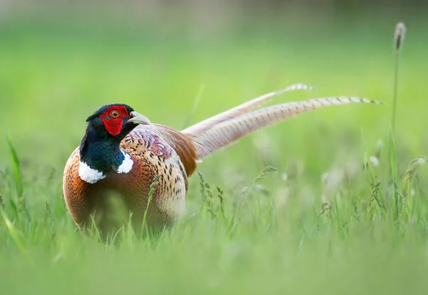 꿩 (phasianus colchicus) — 스톡 사진