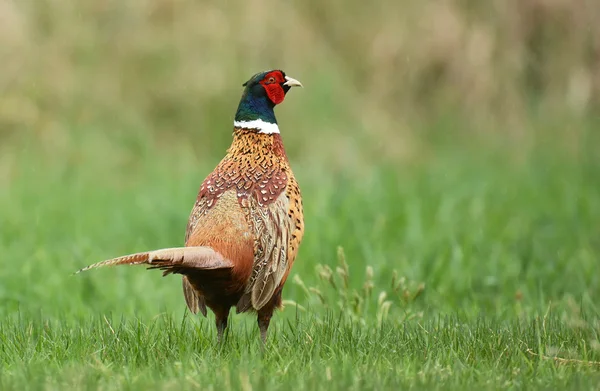 Fazant (phasianus colchicus) — Stockfoto