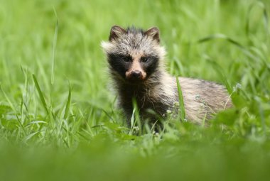 Rakun köpek ayakta çimen