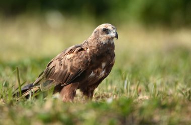 Marsh harrier açık