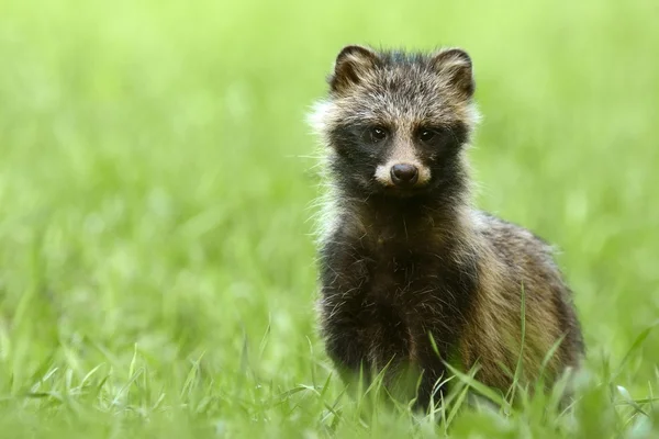 Raccoon dog standing in grass — Stock Photo, Image