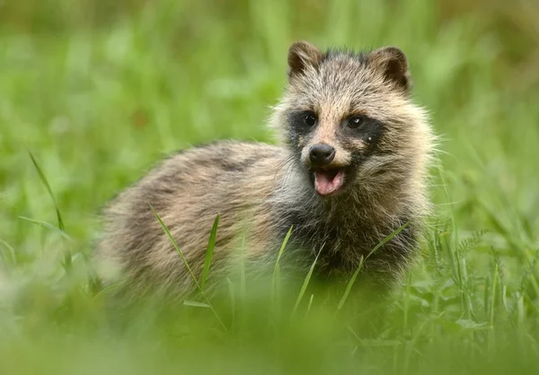 Chien raton laveur debout dans l'herbe — Photo