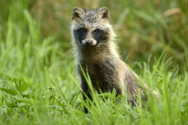 Wasbeer hond staande in gras — Stockfoto