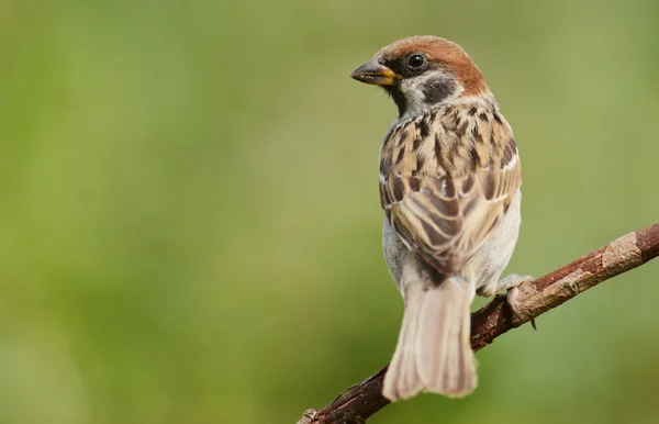 Gorrión de árbol (Passer montanus) —  Fotos de Stock