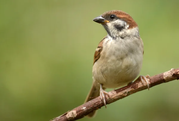 Tree sparrow (Passer montanus) — Stock Photo, Image