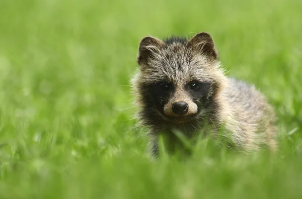 Chien raton laveur debout dans l'herbe — Photo