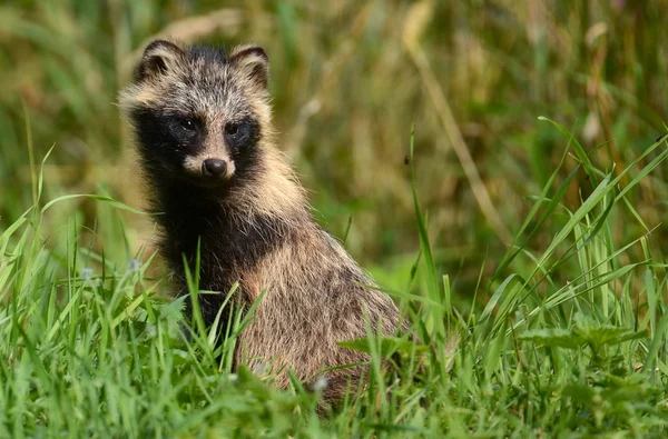 Wasbeer hond staande in gras — Stockfoto