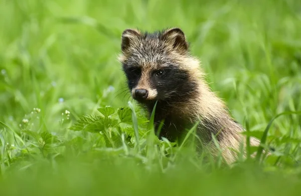 Raccoon dog standing in grass — Stock Photo, Image