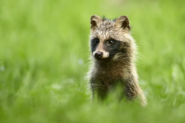 Raccoon dog standing in grass — Stock Photo, Image