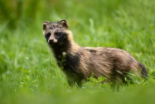 Wasbeer hond staande in gras — Stockfoto