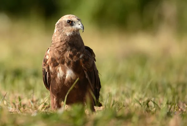 Marsh harrier ao ar livre — Fotografia de Stock