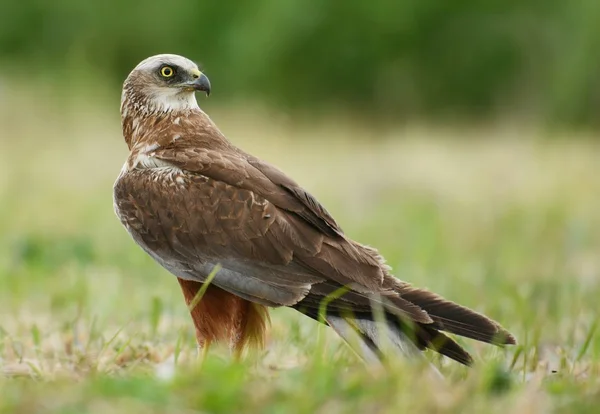 Rohrweihe im Freien — Stockfoto