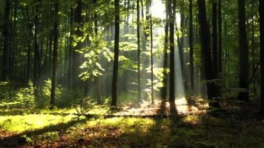 Yeşil ormanda güzel güneş ışığı