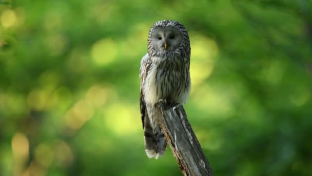 Ural Owl Strix Uralensis Close — Stock video