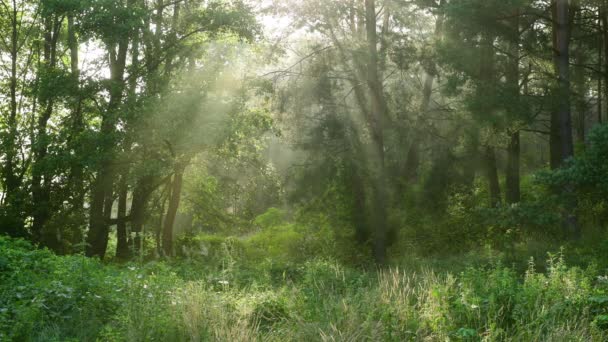 Bella Luce Del Sole Nella Foresta Verde — Video Stock