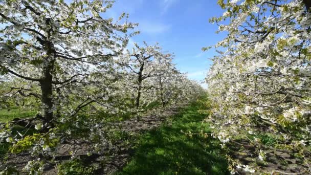 Belle Journée Printemps Dans Verger Cerisiers — Video