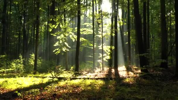 Bella Luce Del Sole Nella Foresta Verde — Video Stock