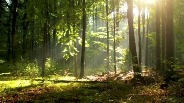 Bella Luce Del Sole Nella Foresta Verde — Video Stock