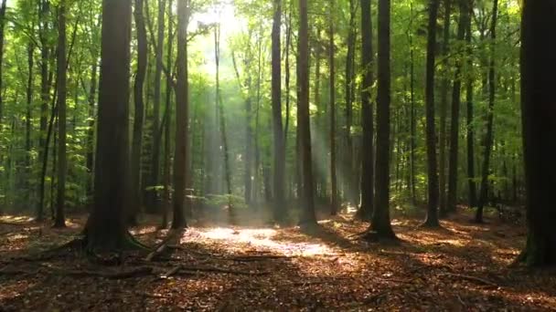 Bella Luce Del Sole Nella Foresta Verde — Video Stock