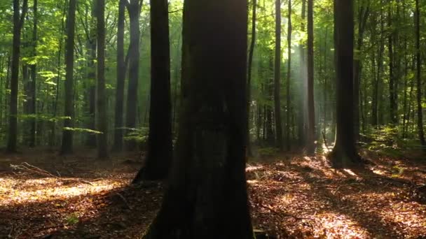 Belle Lumière Soleil Dans Forêt Verte — Video