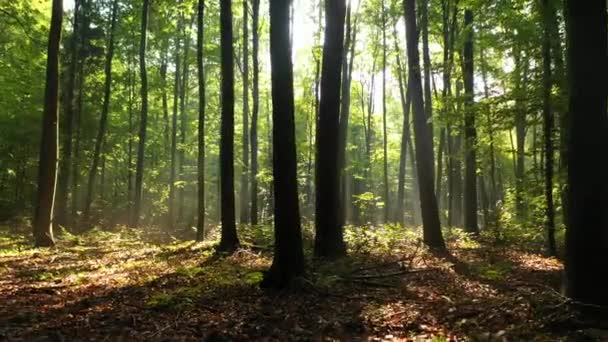 Krásné Sluneční Světlo Zeleném Lese — Stock video