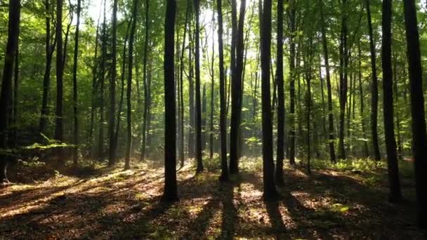 Belle Lumière Soleil Dans Forêt Verte — Video