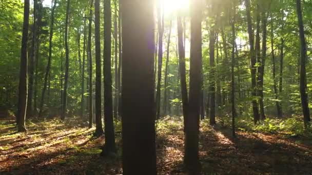 Belle Lumière Soleil Dans Forêt Verte — Video