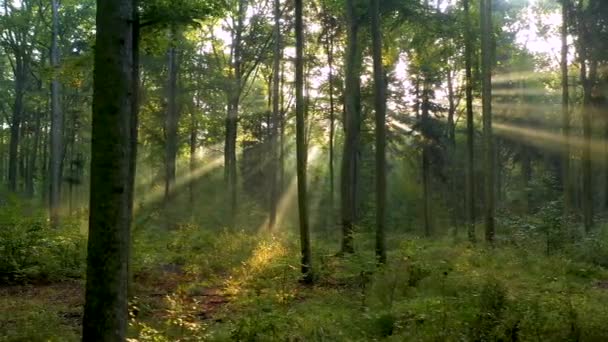 Прекрасне Сонячне Світло Зеленому Лісі — стокове відео