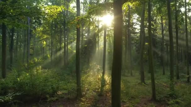 Gyönyörű Napfény Zöld Erdőben — Stock videók