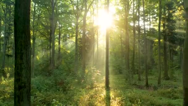 Belle Lumière Soleil Dans Forêt Verte — Video