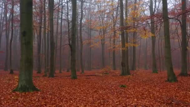 Giallo Autunno Foresta Riprese Aeree — Video Stock