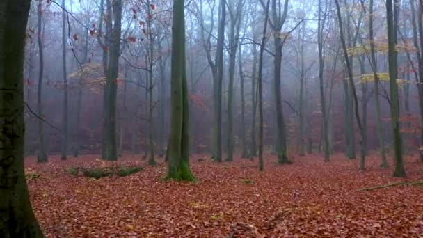 Gelber Herbst Wald Luftaufnahmen — Stockvideo